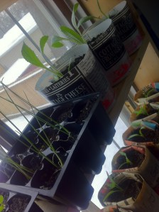 iphone_Apr29_2013 047