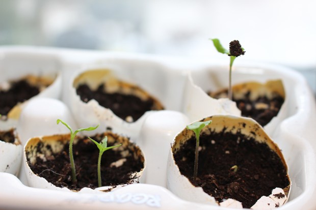 carolinareapersprouts