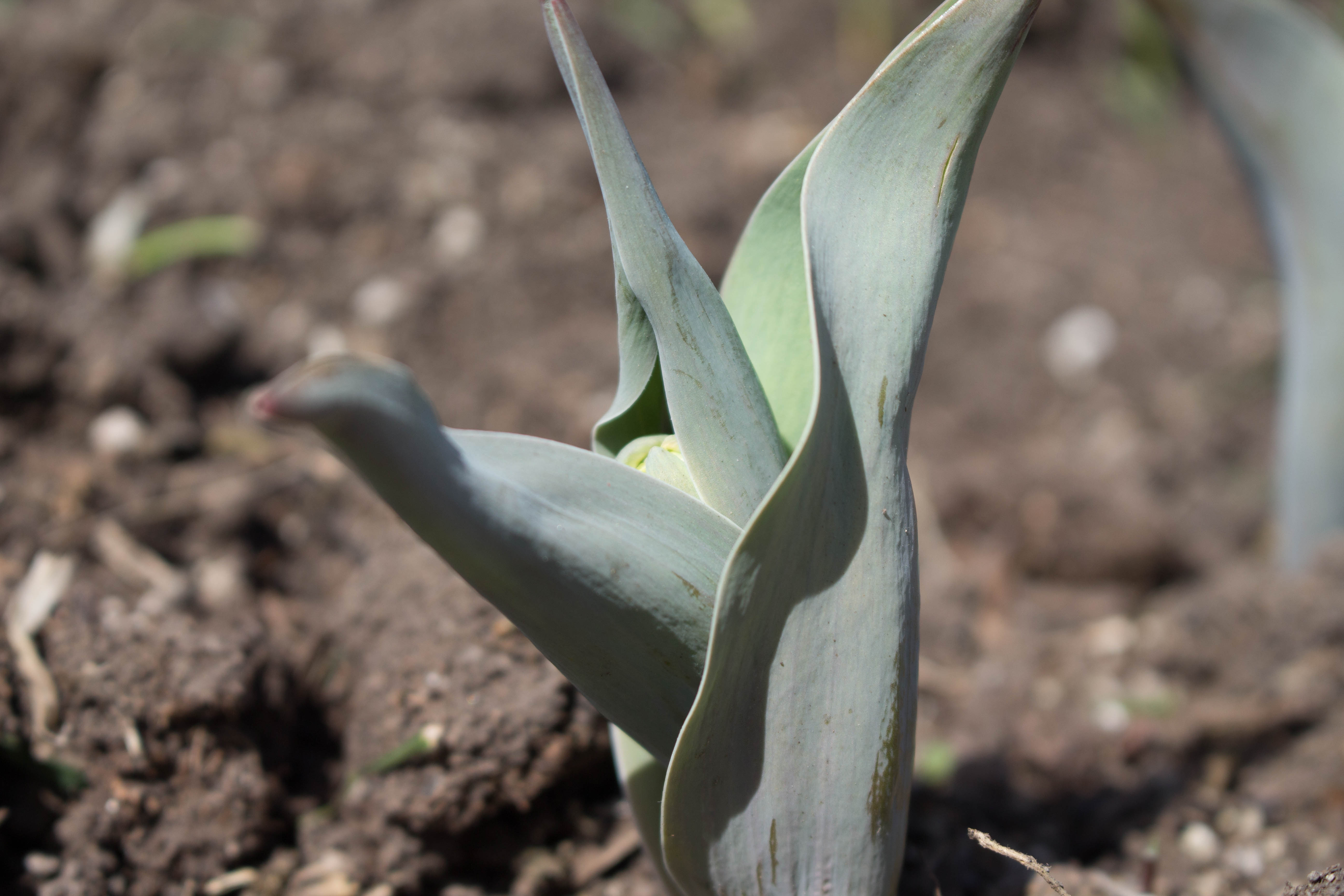 Daffodil (1 of 1).jpg