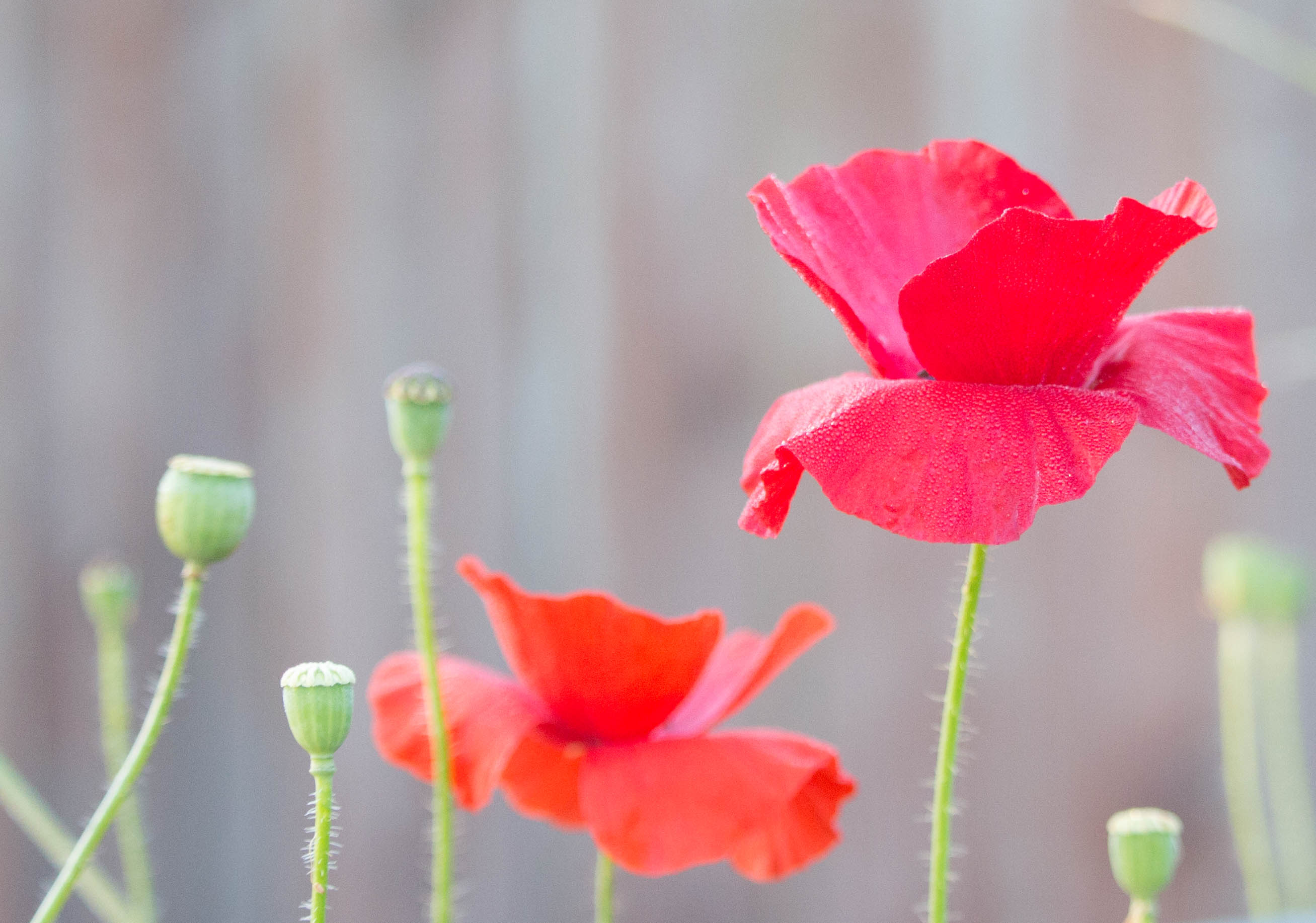 Poppy with Spiral Crop (1 of 1)